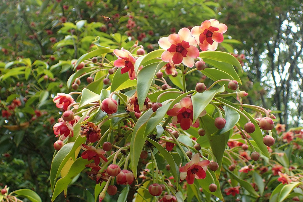 Plant in bloom