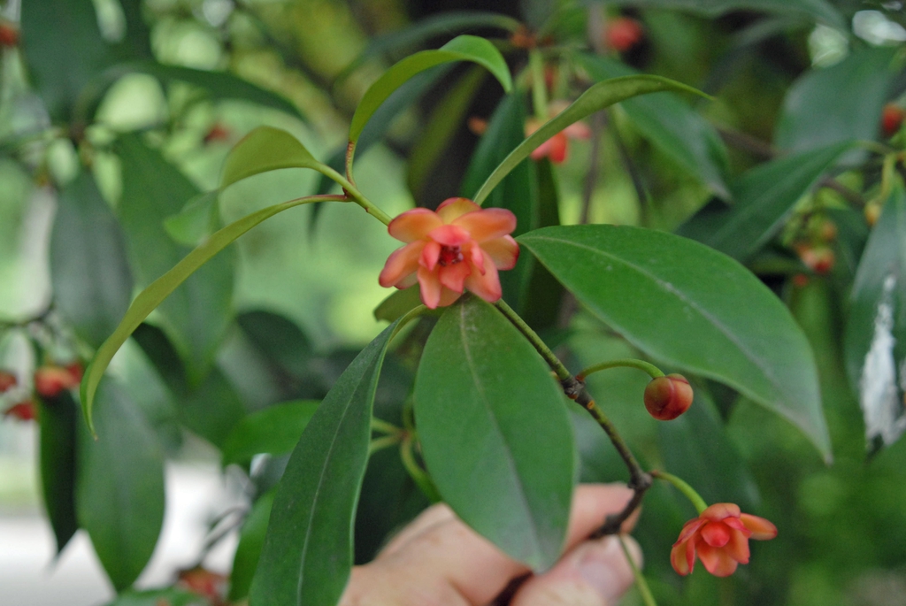 Illicium lanceolatum