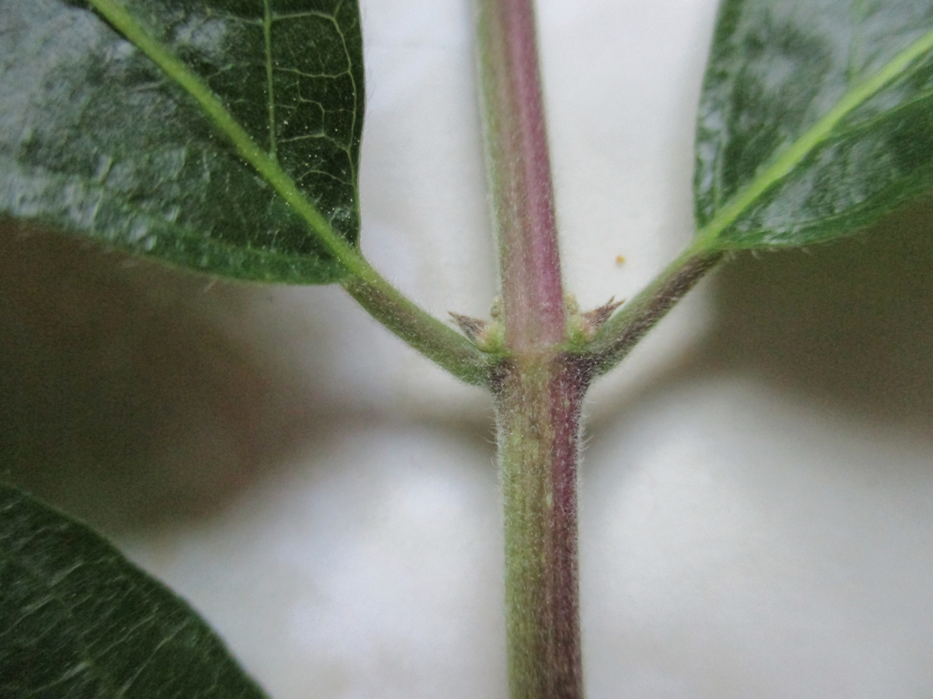 Node with opposite leaves & axillary buds & pubescent stem