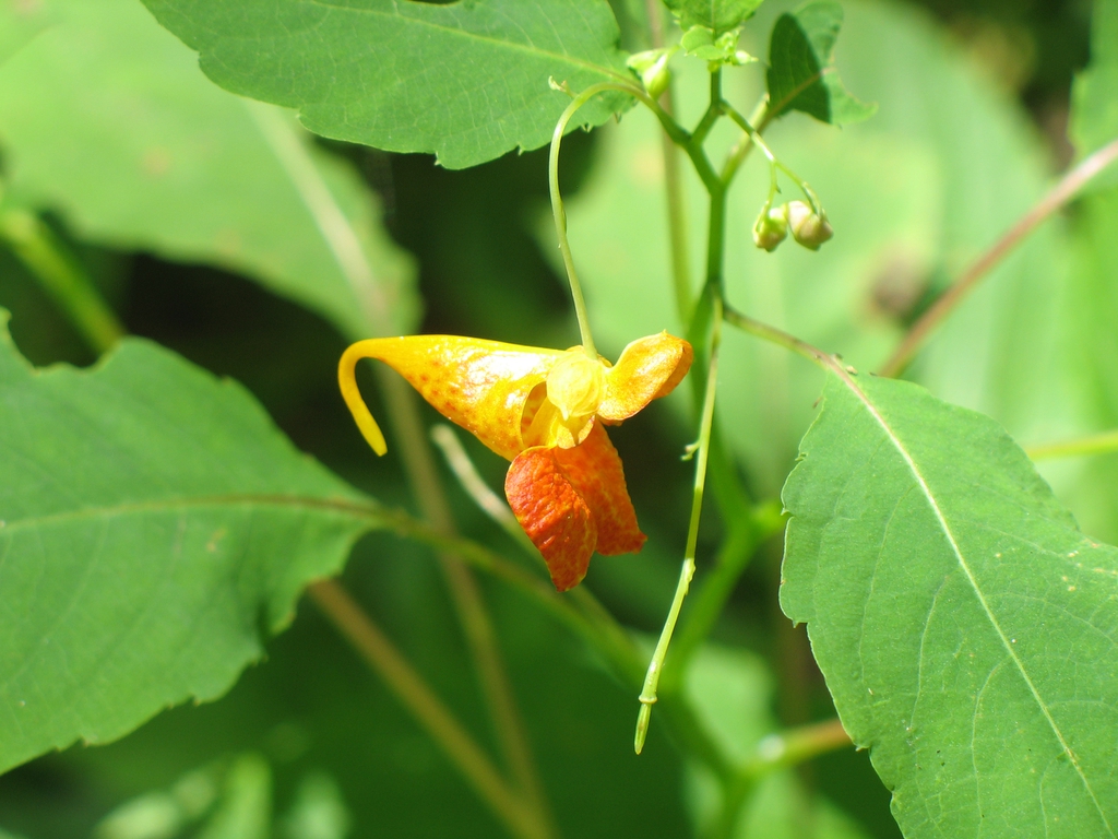 flower, Great Smoky Mts National Park