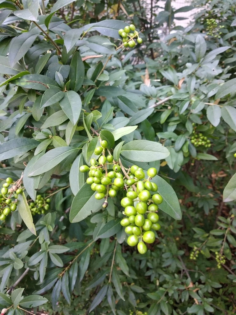 Dense panicle of green, unripe, olive-like fruits.