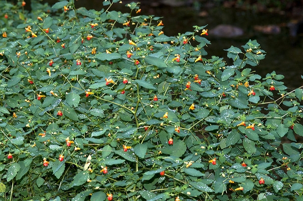 Form