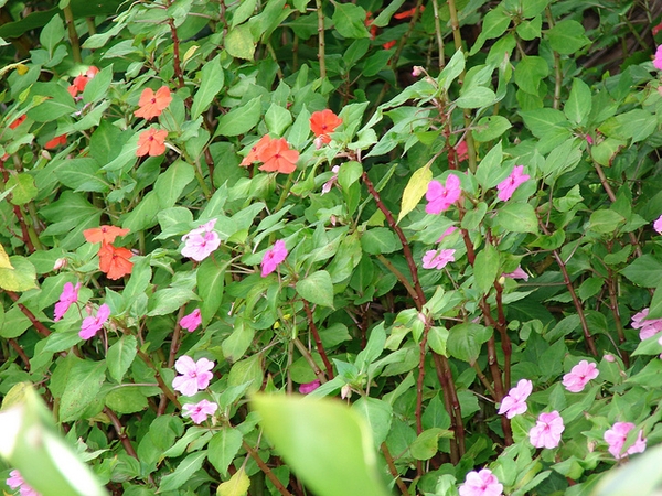 Impatiens walleriana