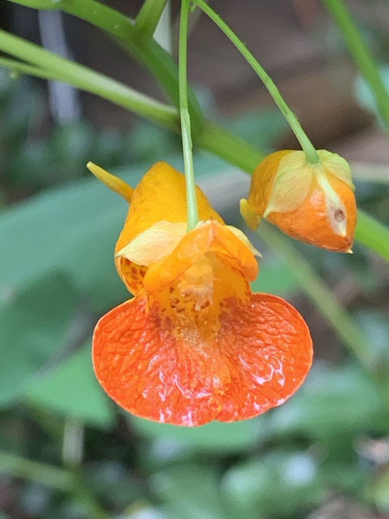 Flowers in Cabarrus Co, NC