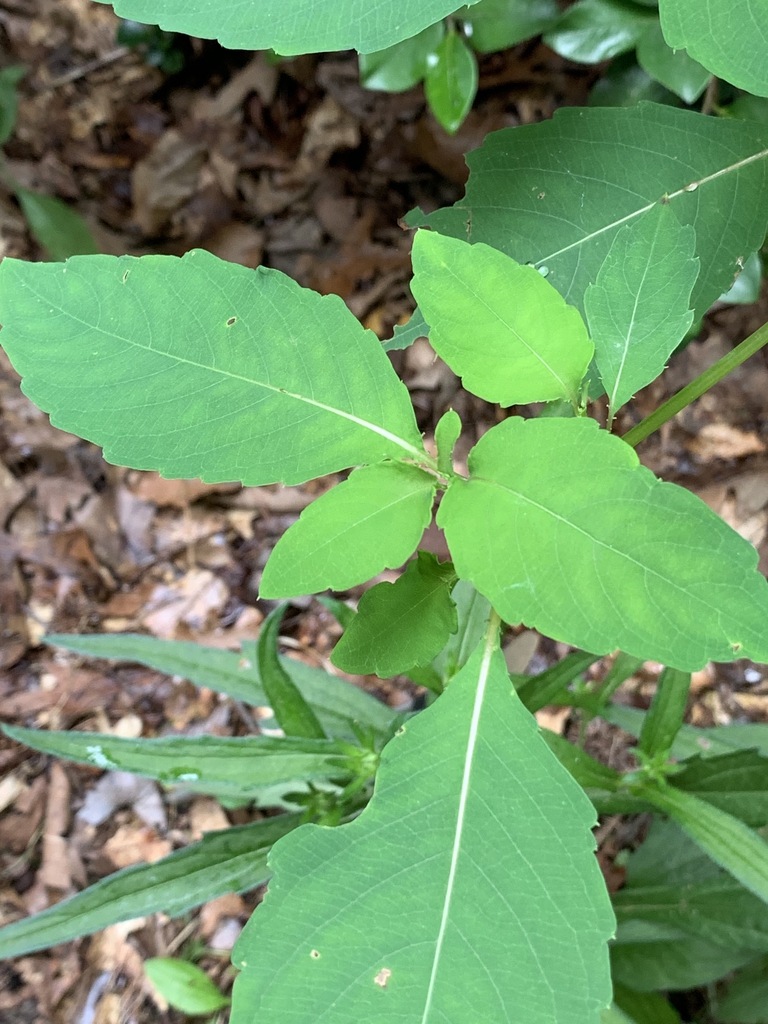 Leaves
