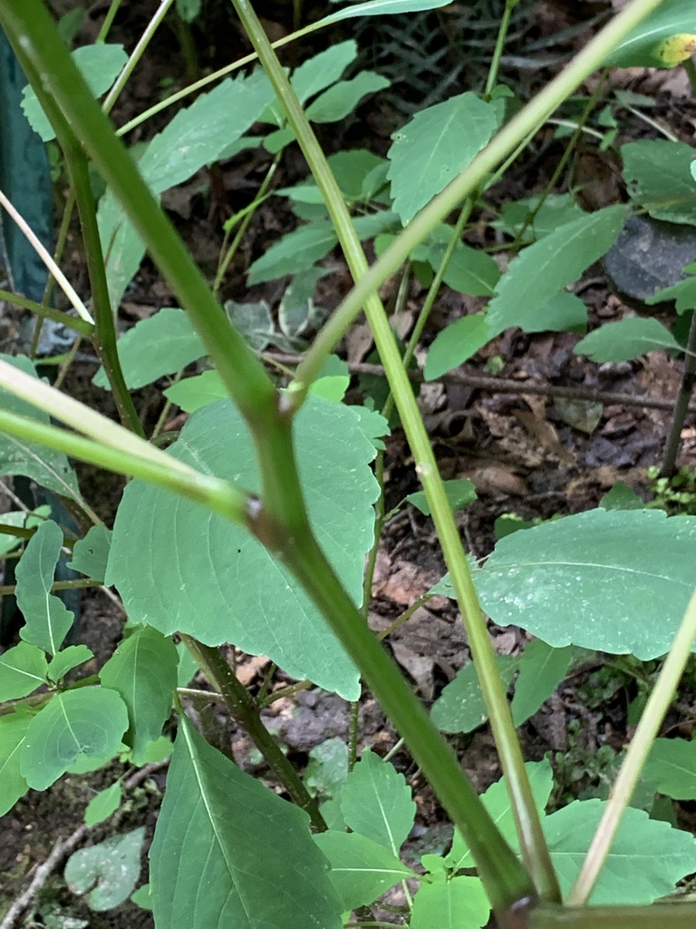 Stem
