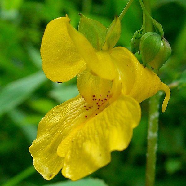 Impatiens pallida