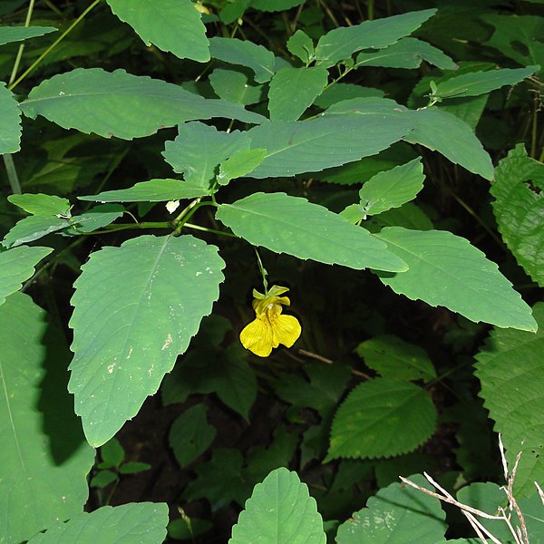 Impatiens pallida