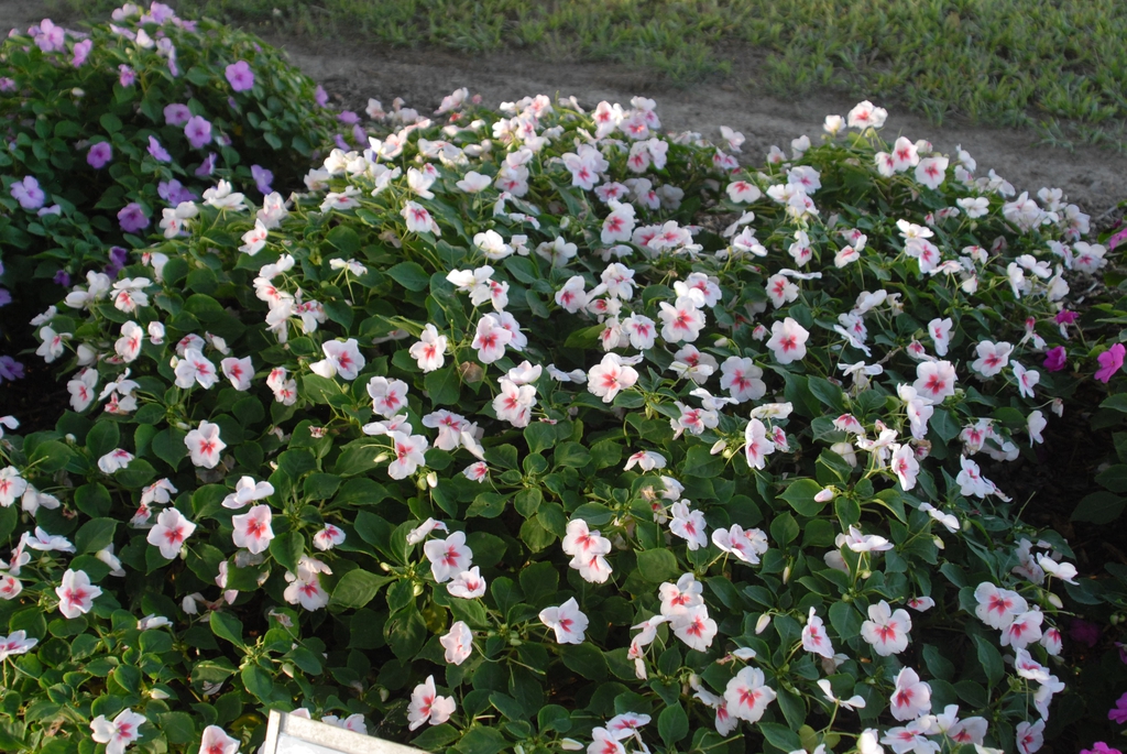 Impatiens walleriana