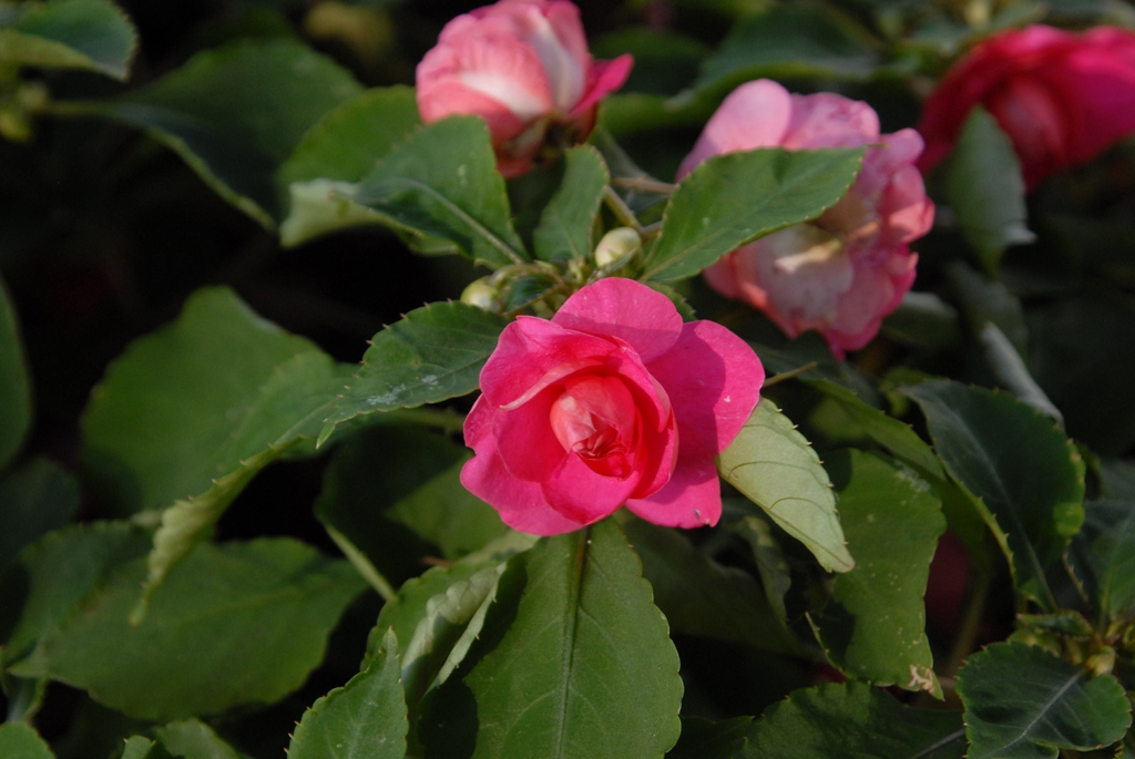 Impatiens walleriana