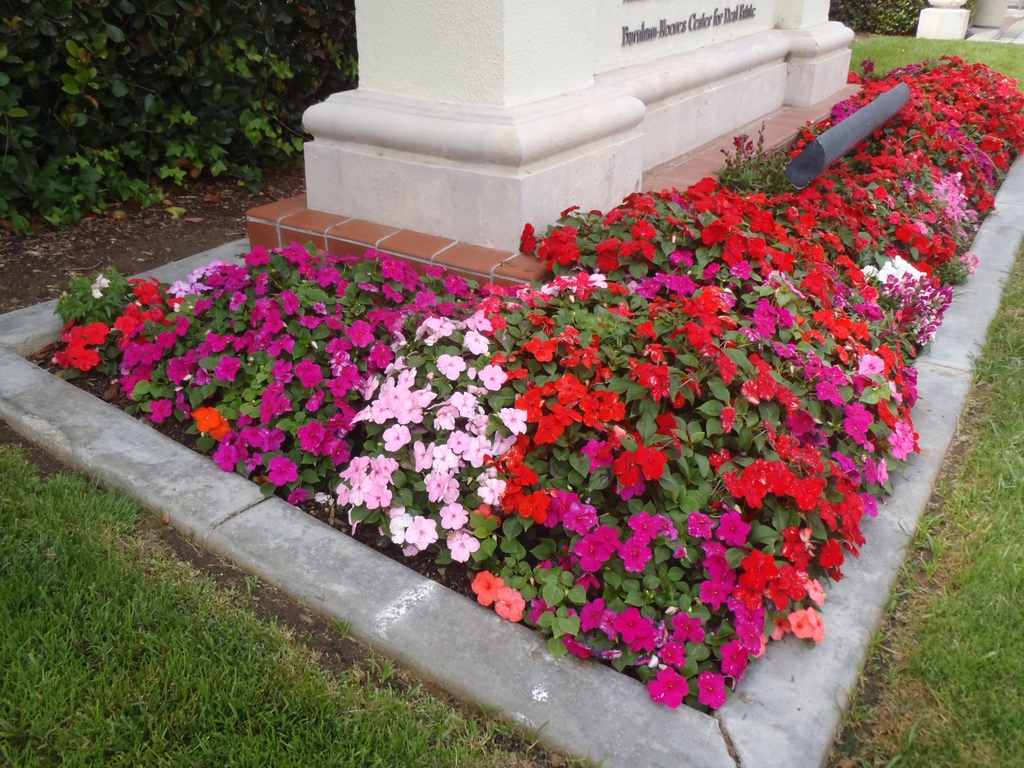 Impatiens walleriana