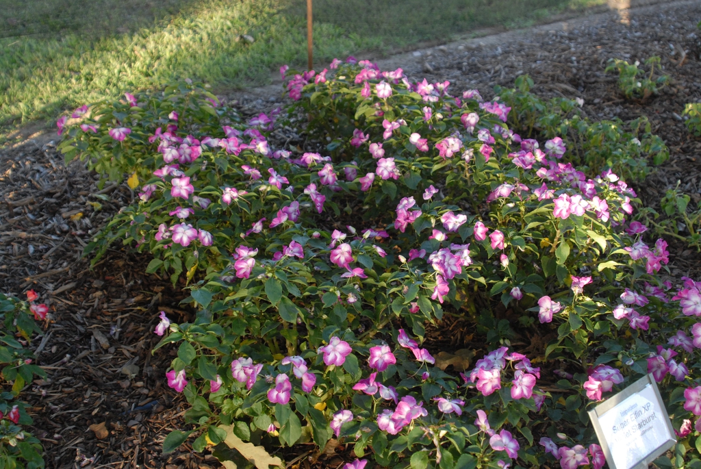 Impatiens walleriana