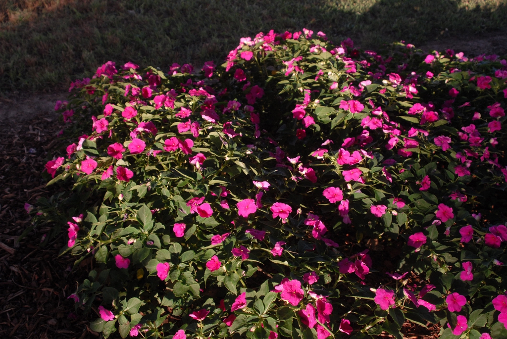 Impatiens walleriana