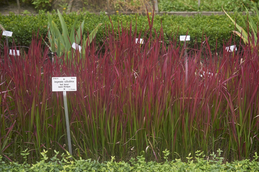 'Red Baron' form