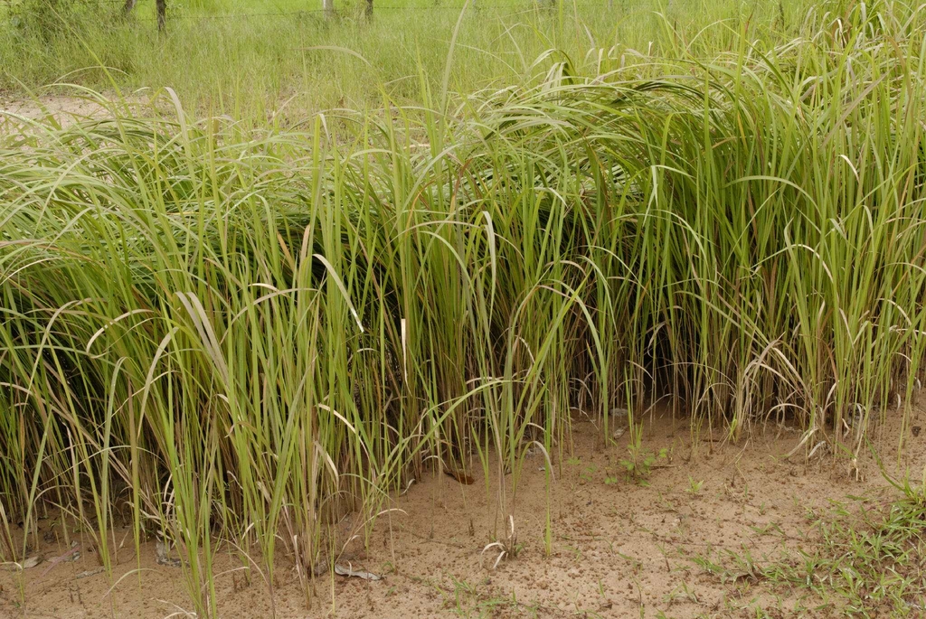 Form in Thailand