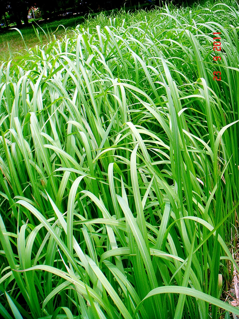 Leaf blades