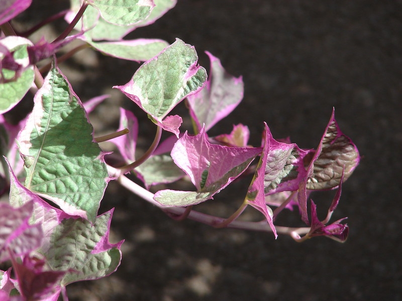 Sweetpotato vine with leaves variegated pink and white