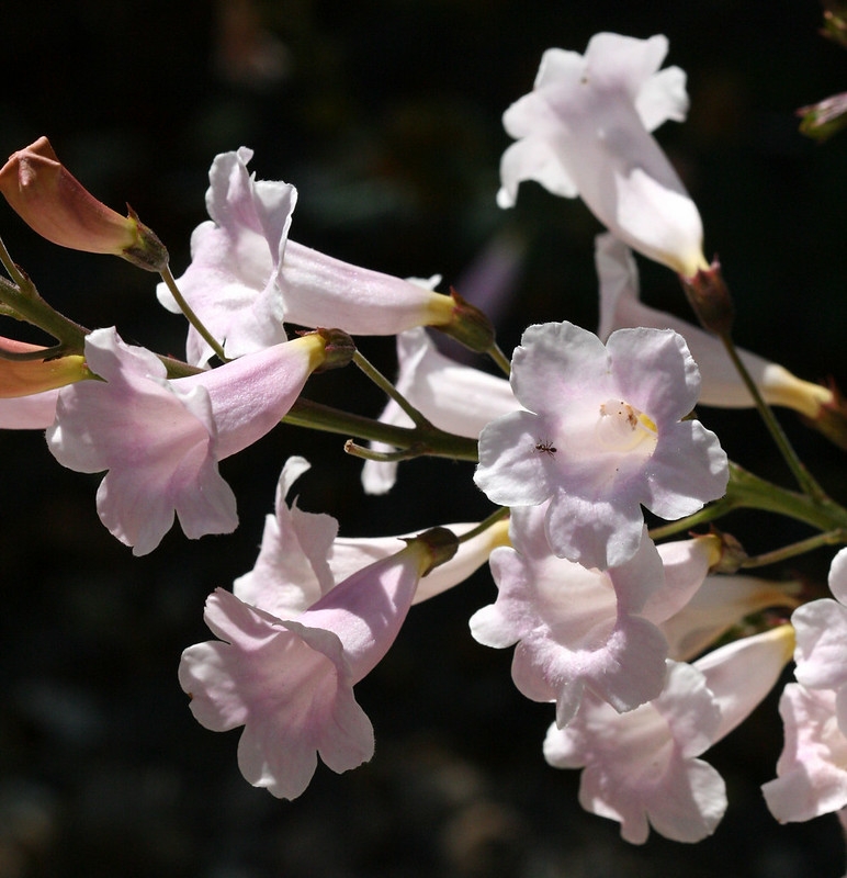 Raceme of pale pink tubular flowers.