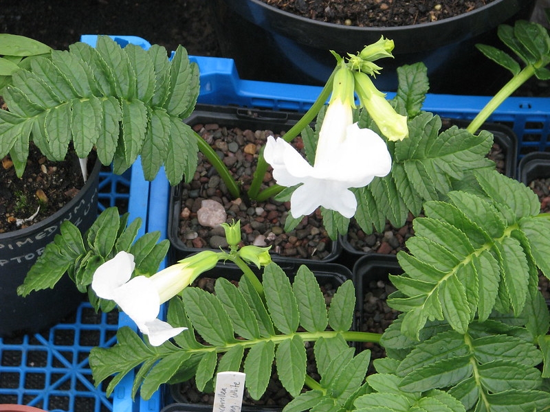 Rosette plant with white tubular flowers.