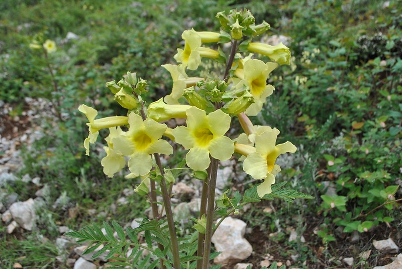 Yellow tubular flowers.