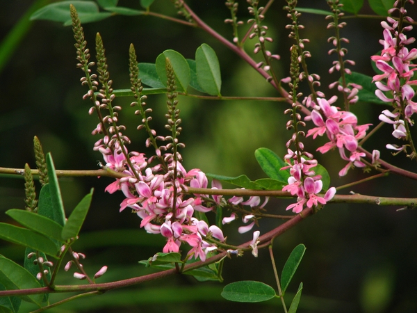 Indigofera amblyantha