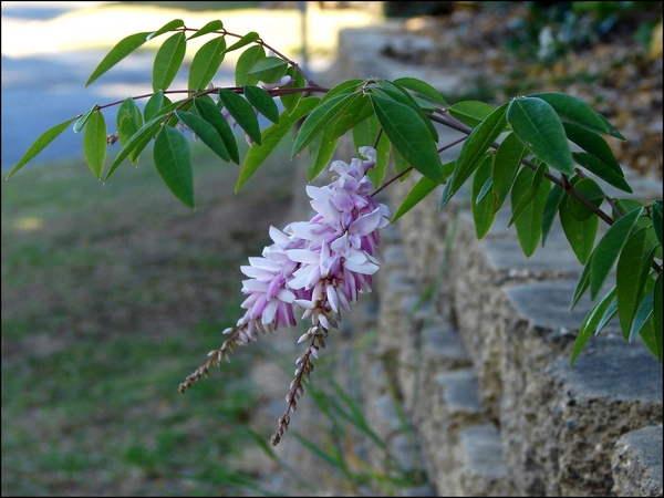 Cluster of pink flowers