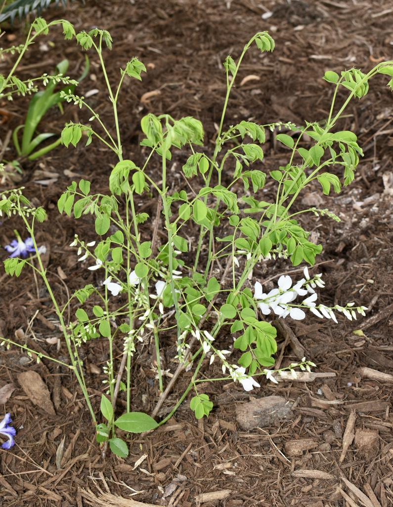Form of the shrub