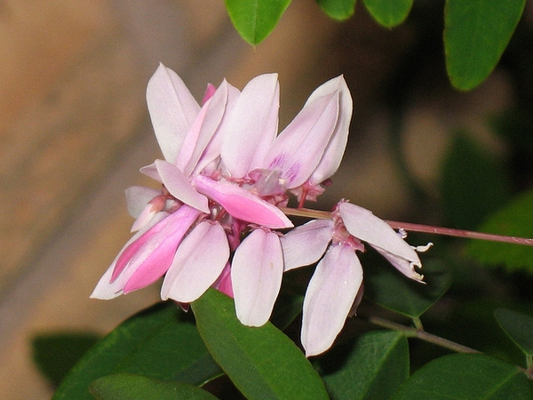 Indigofera kirilowii