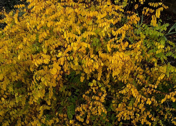 Yellowish fall color of the leaves
