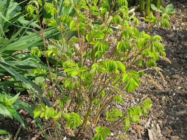Green compound leaves