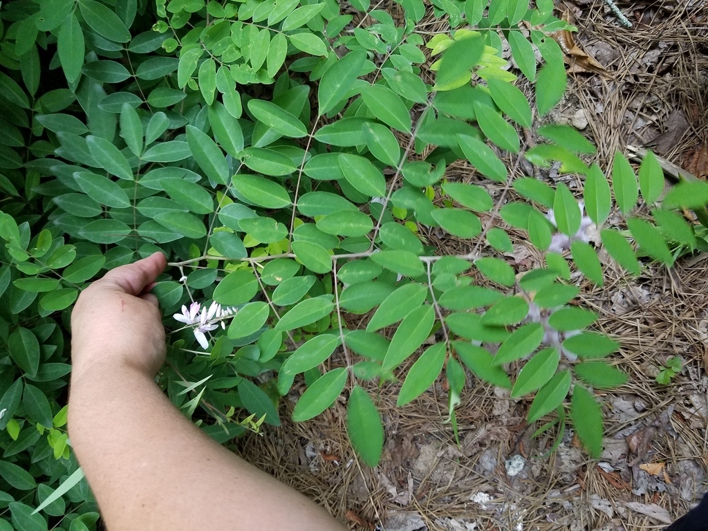 Shows alternate leaves with opposite leaflets