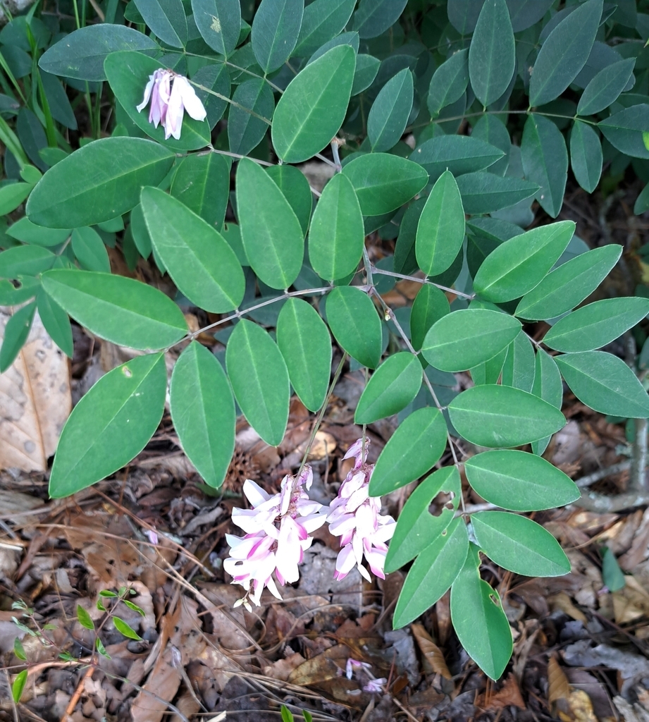 Compound leaves with oval leaflets