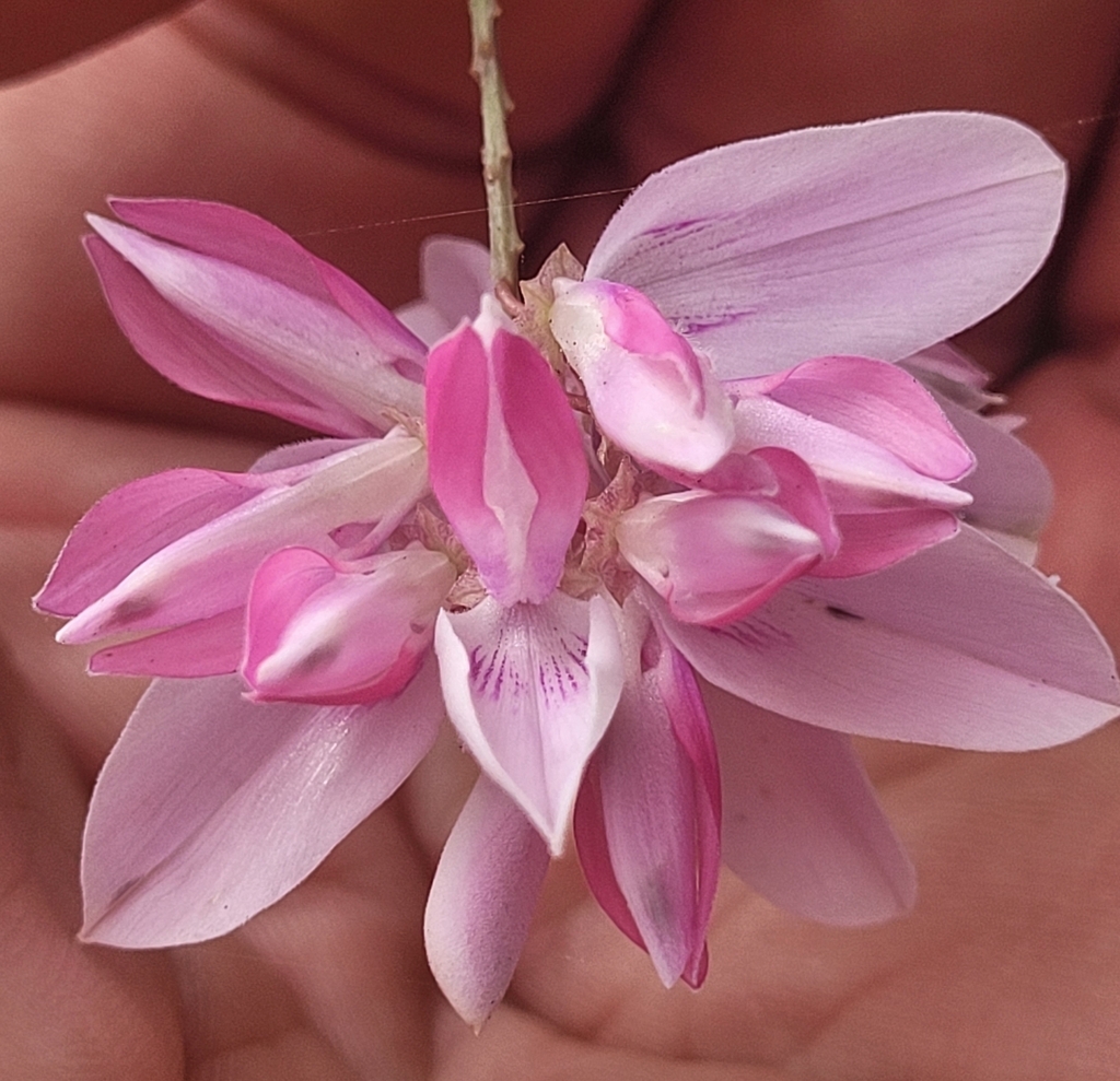 Close up of a pink lipped flower