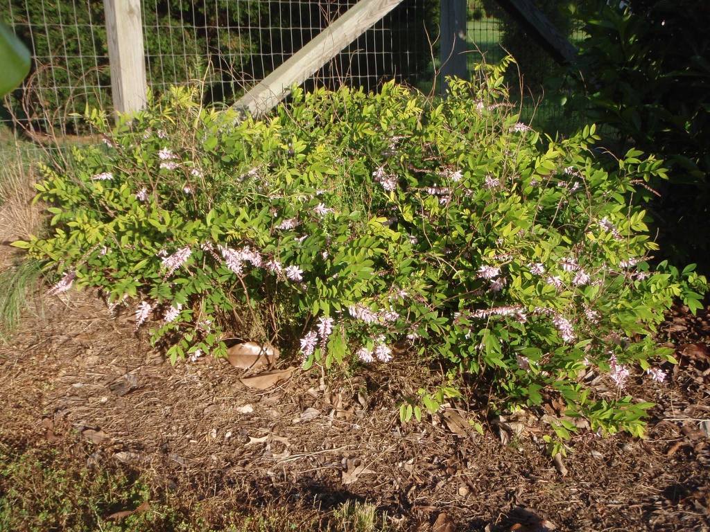 Form of the shrub in bloom