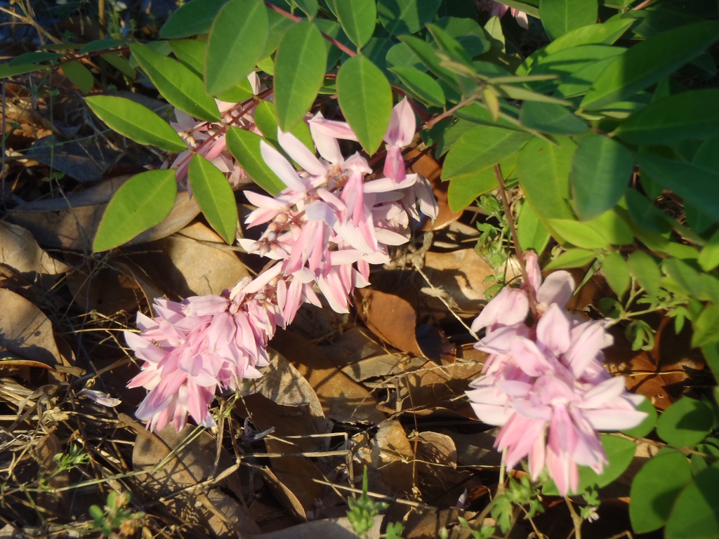 Flower racemes and compound leaves
