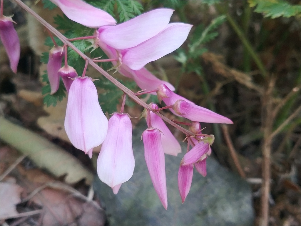 Raceme of pink flowers