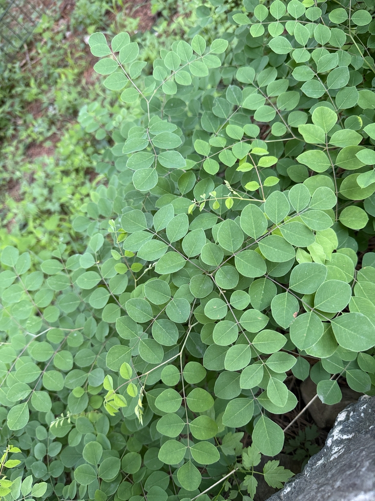 Compound leves showing rounded leaflets