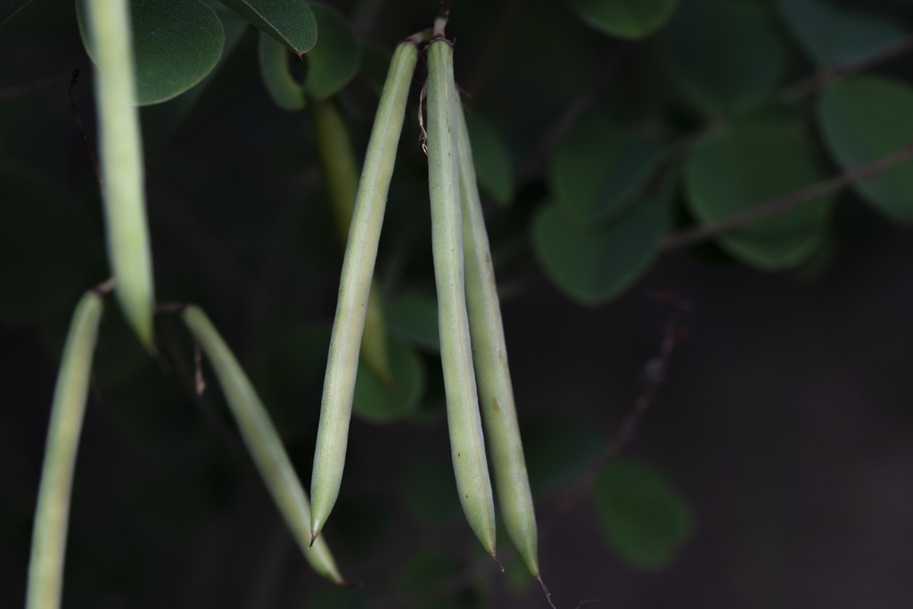 Long slender green pods