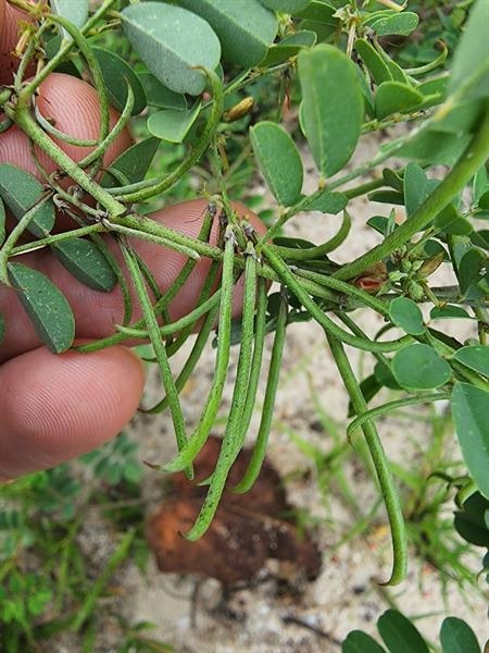 Long thin legumes