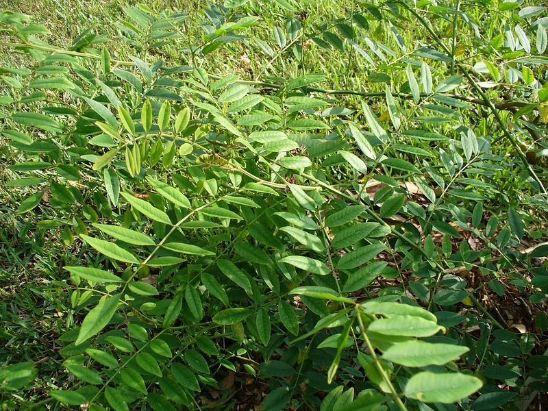 pinnately compound leaves