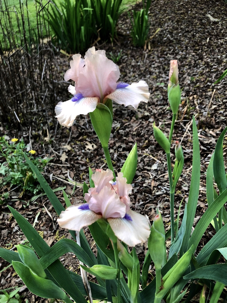 Buds in April Wake County