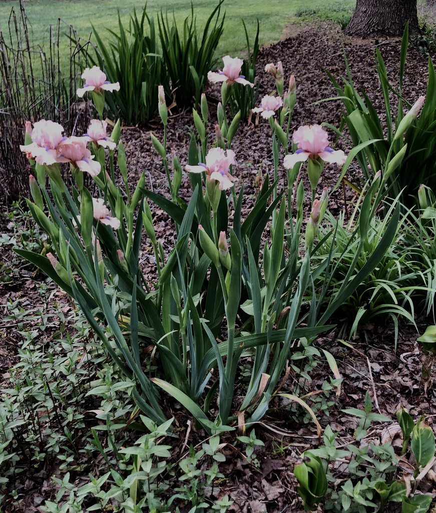 Form