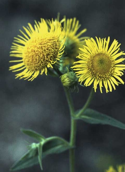 Inula britannica L.
