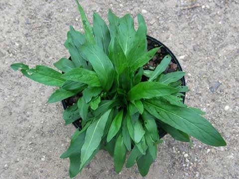 Inula britannica L.