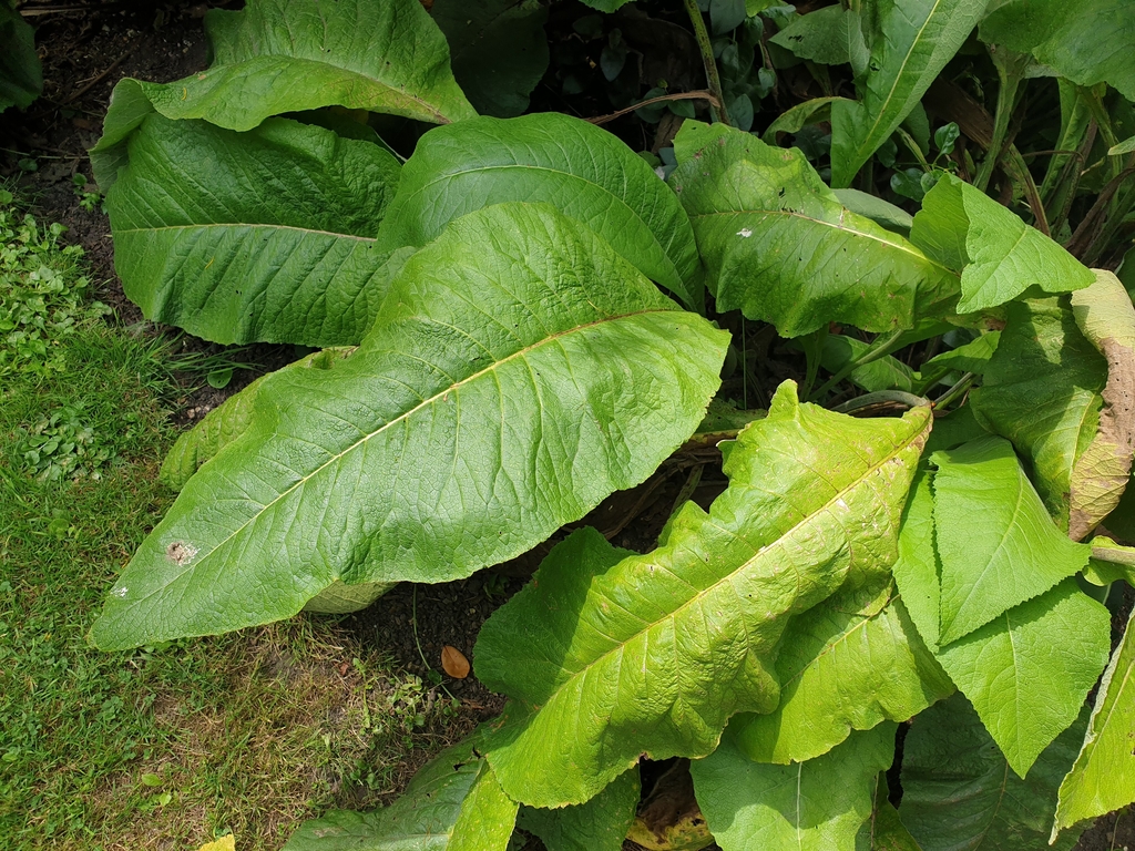 Large green basal leaves