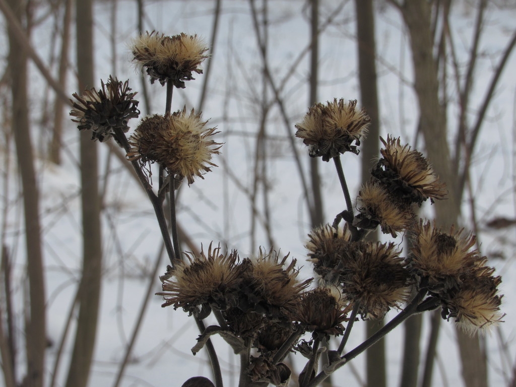 Seed heads in February