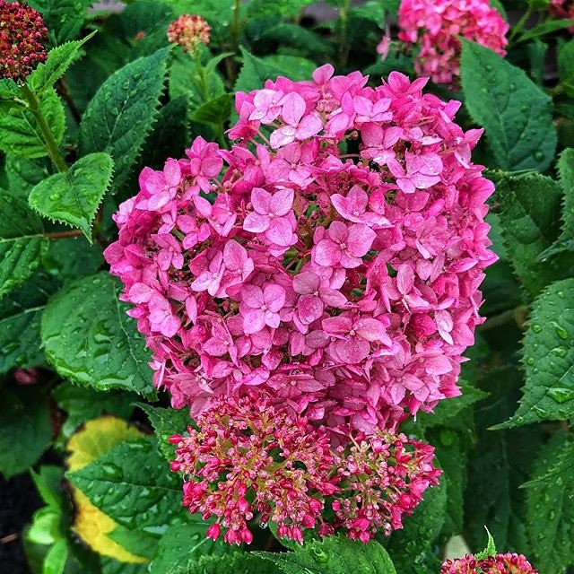 Close-up of a deep pink pompom flower cluster