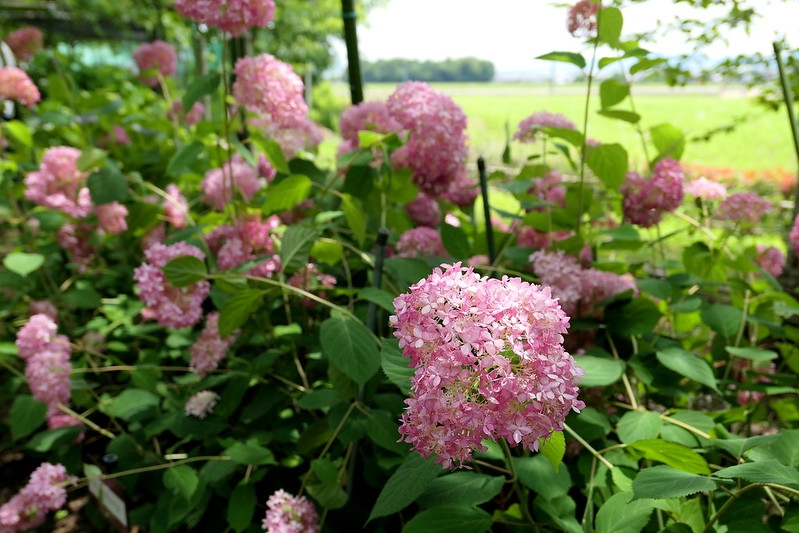 Pink pompom flower cluster