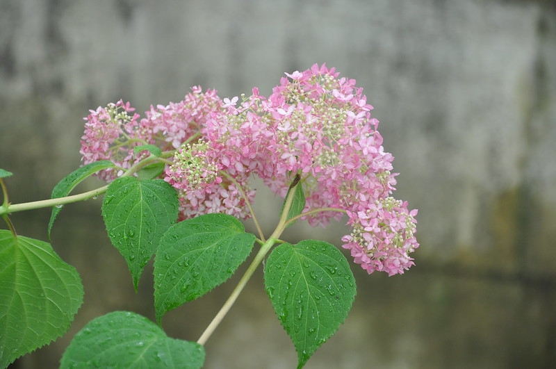 Pink pompom flower cluster