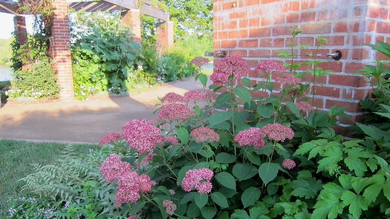 Pink pompom flower cluster
